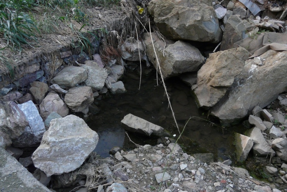 Rio Salivoli (Piombino) - rospi smeraldini in citt!